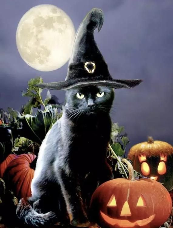 A black car sits in a Halloween pumpkin patch, wearing a witch’s hat, sitting in front of the full moon.